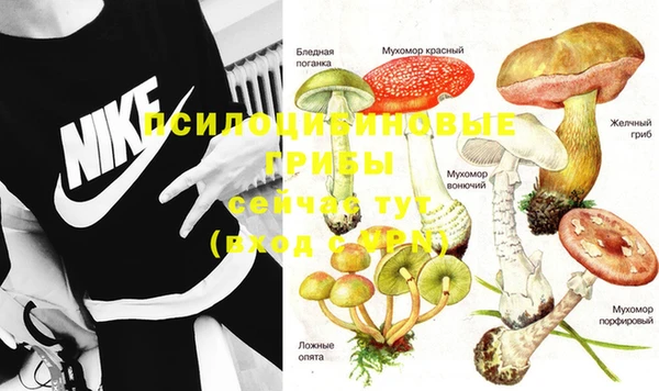 прущие грибы Белокуриха